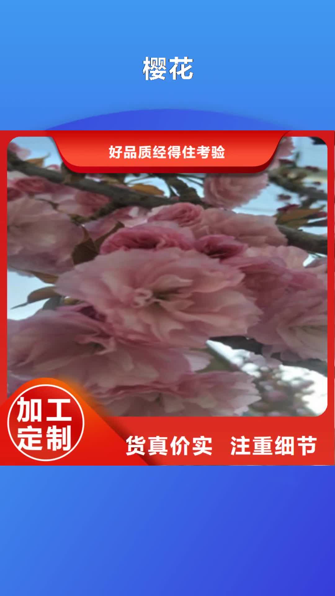 常州【樱花】 占地果树经销商