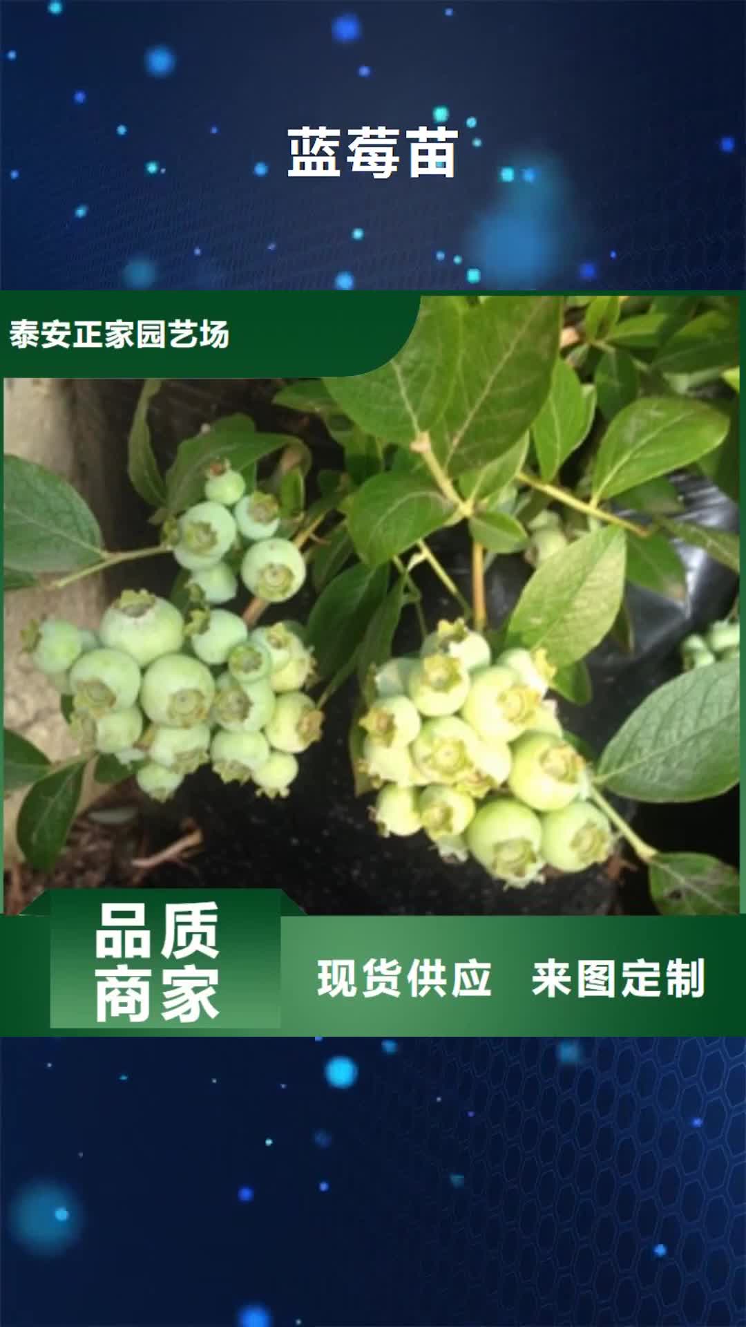 广州 蓝莓苗 【核桃苗 樱花苗 长果桑树苗】专业品质