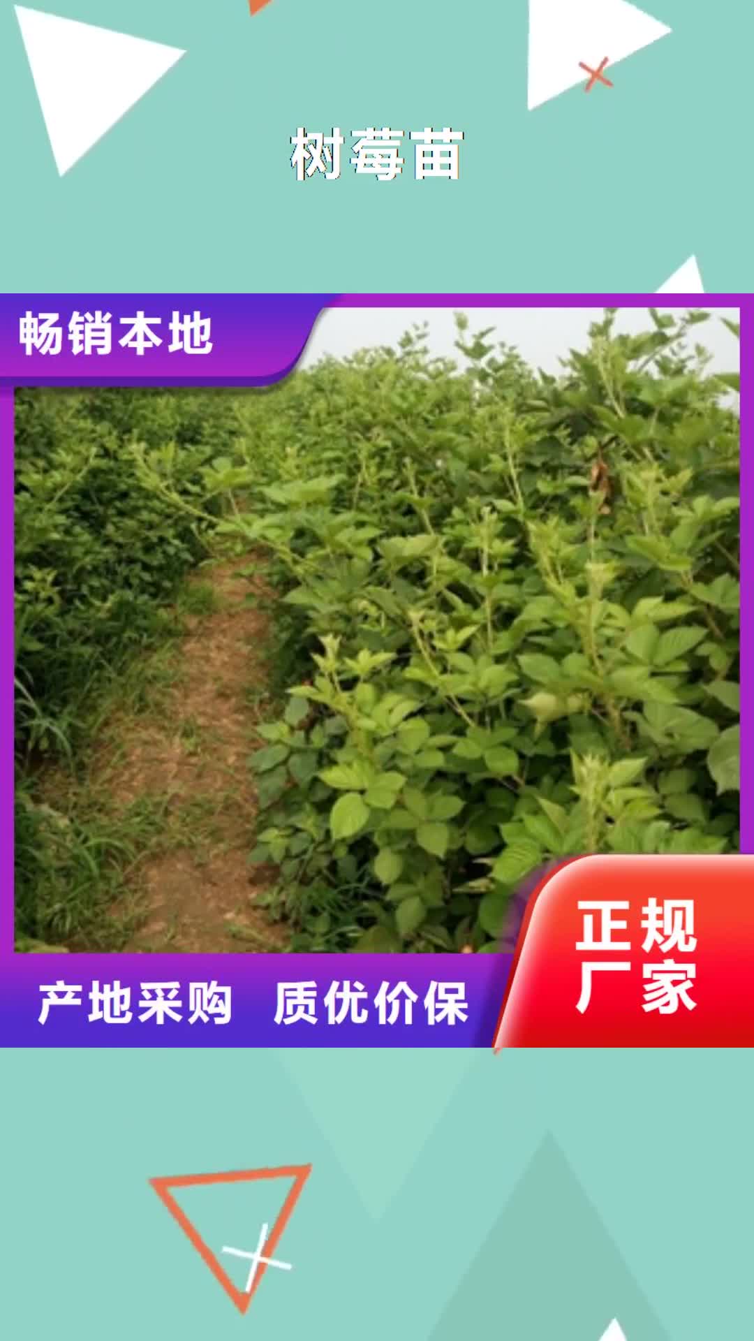 朔州 树莓苗【蓝莓苗】产地直销