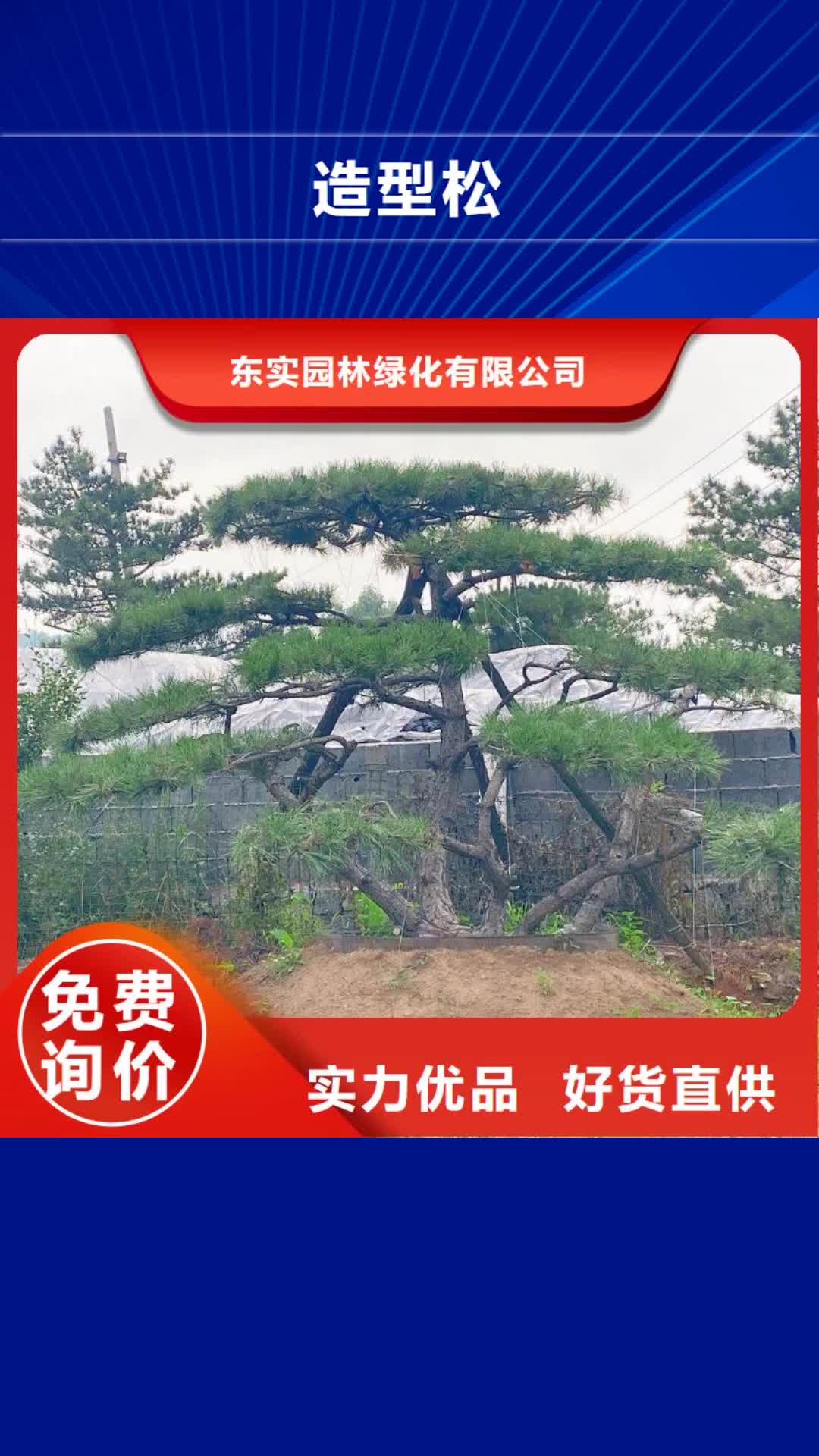 鹤岗 造型松出厂严格质检