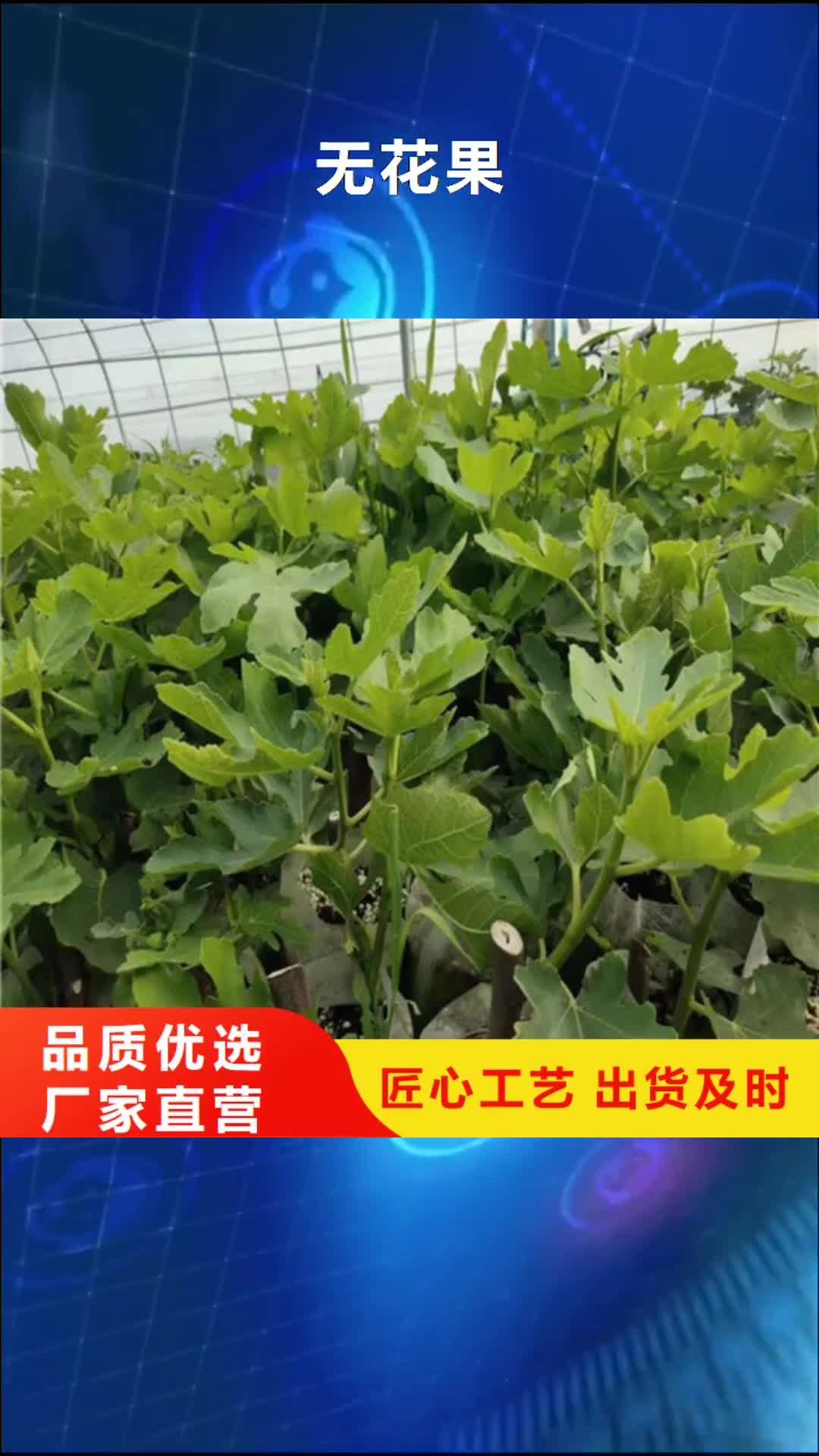 宜宾【无花果】 核桃苗对质量负责