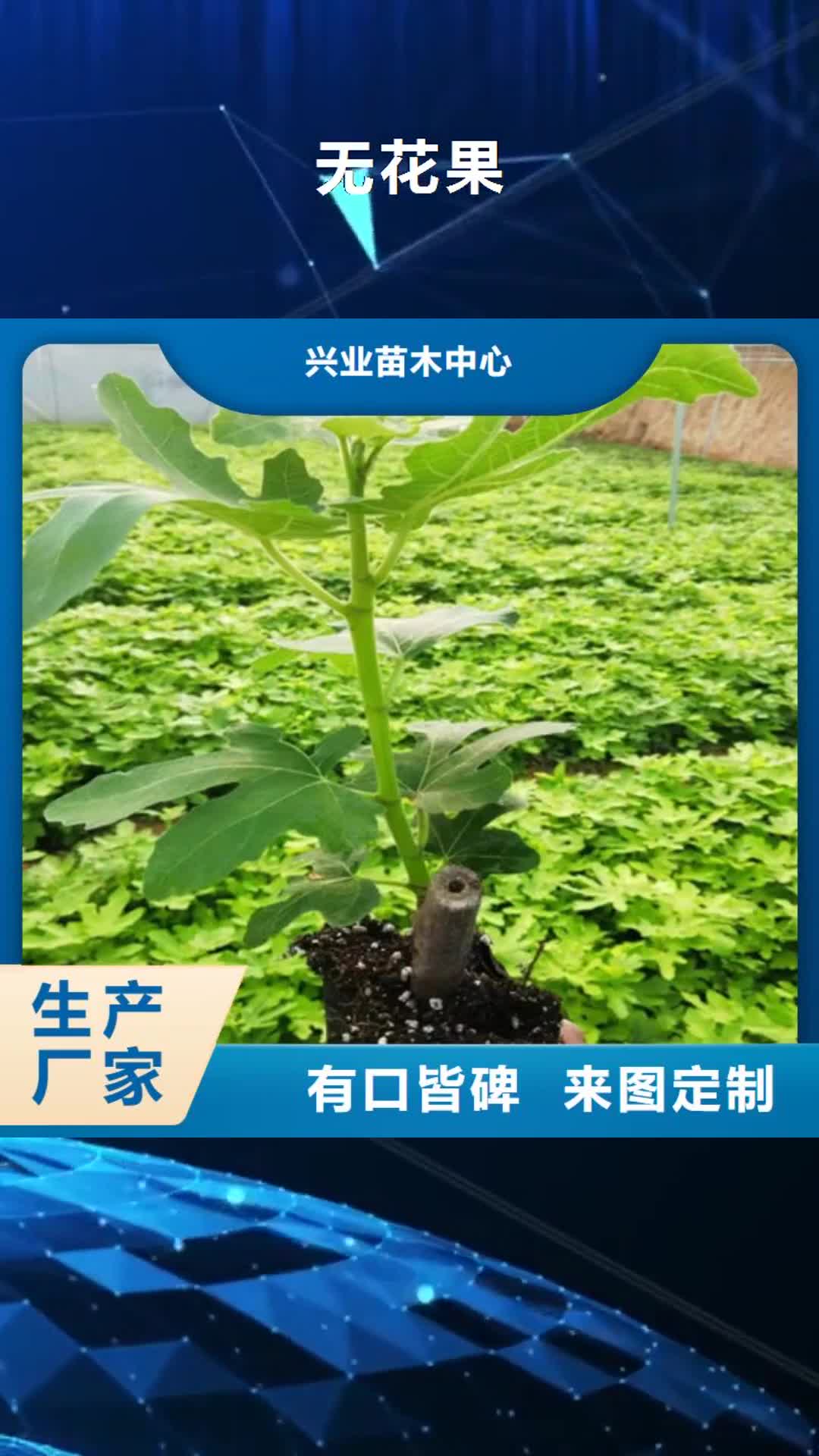 伊犁【无花果】大棚草莓苗重信誉厂家