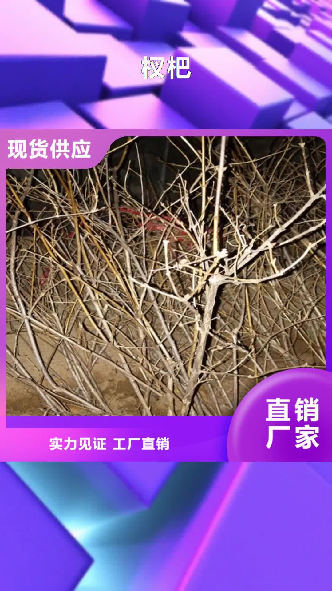 石家庄【杈杷】_樱桃苗专业生产品质保证