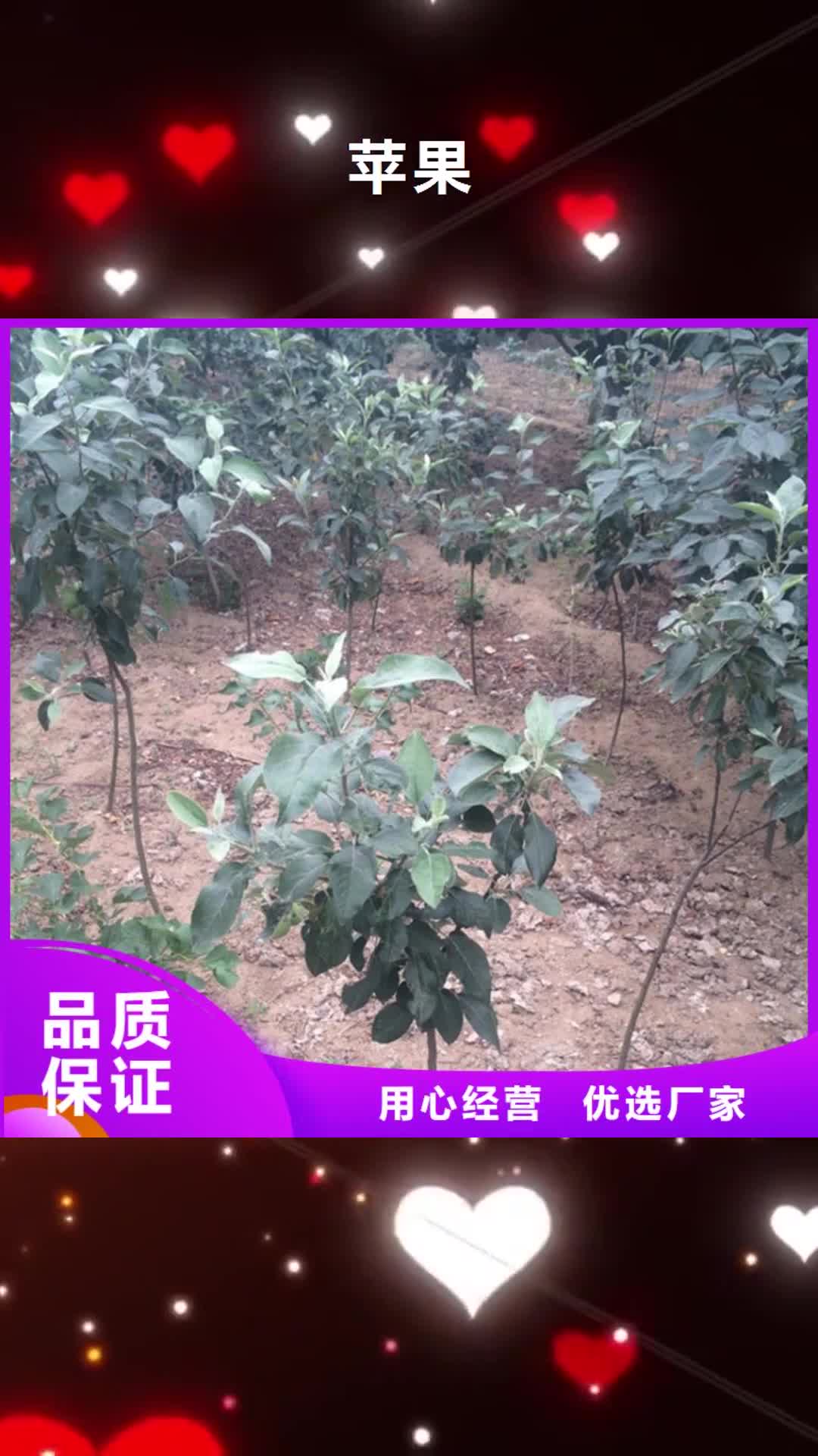 【许昌 苹果蓝莓苗源厂供货】