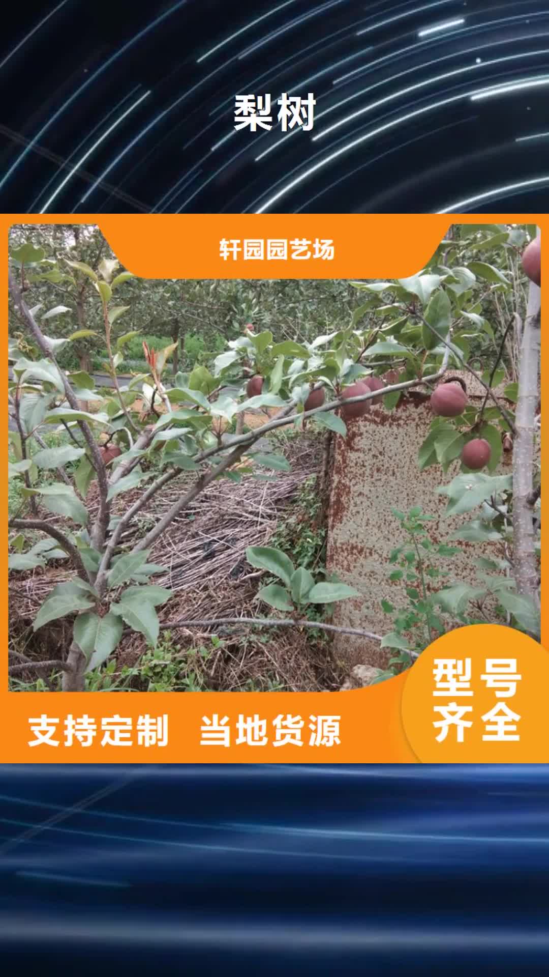 【绍兴 梨树樱桃苗市场行情】