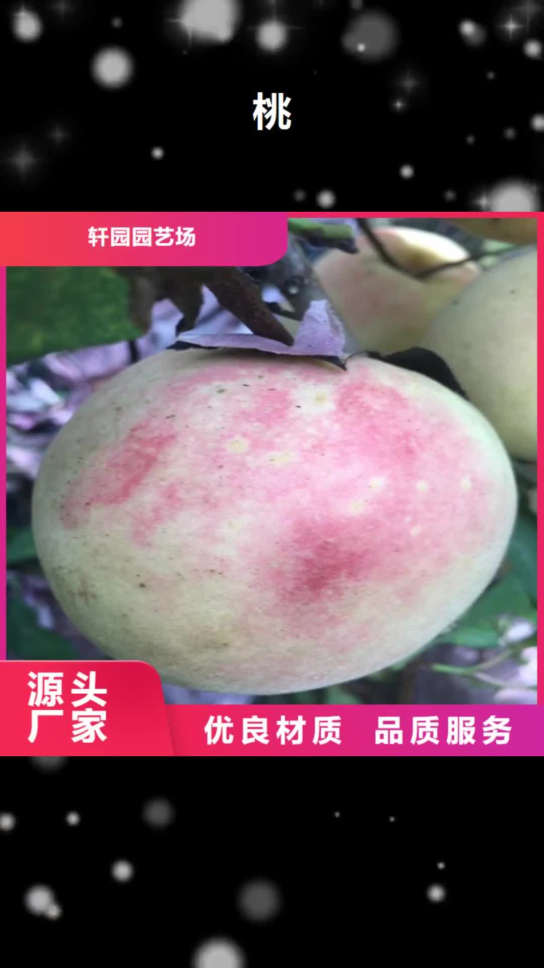 台州 桃-【蓝莓苗】打造好品质