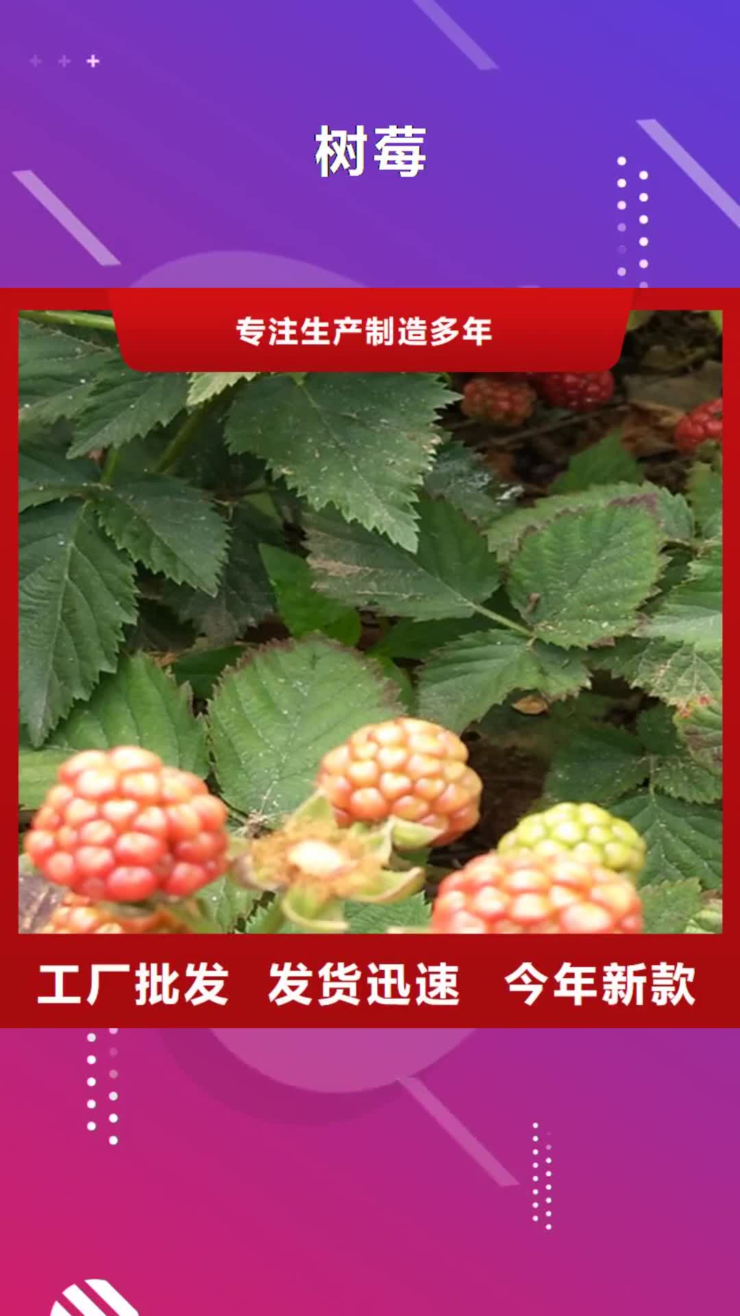 【鹤壁 树莓-梨树苗大品牌值得信赖】