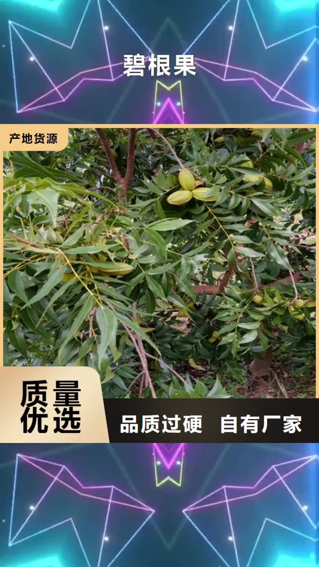 濮阳【碧根果】石榴树为品质而生产