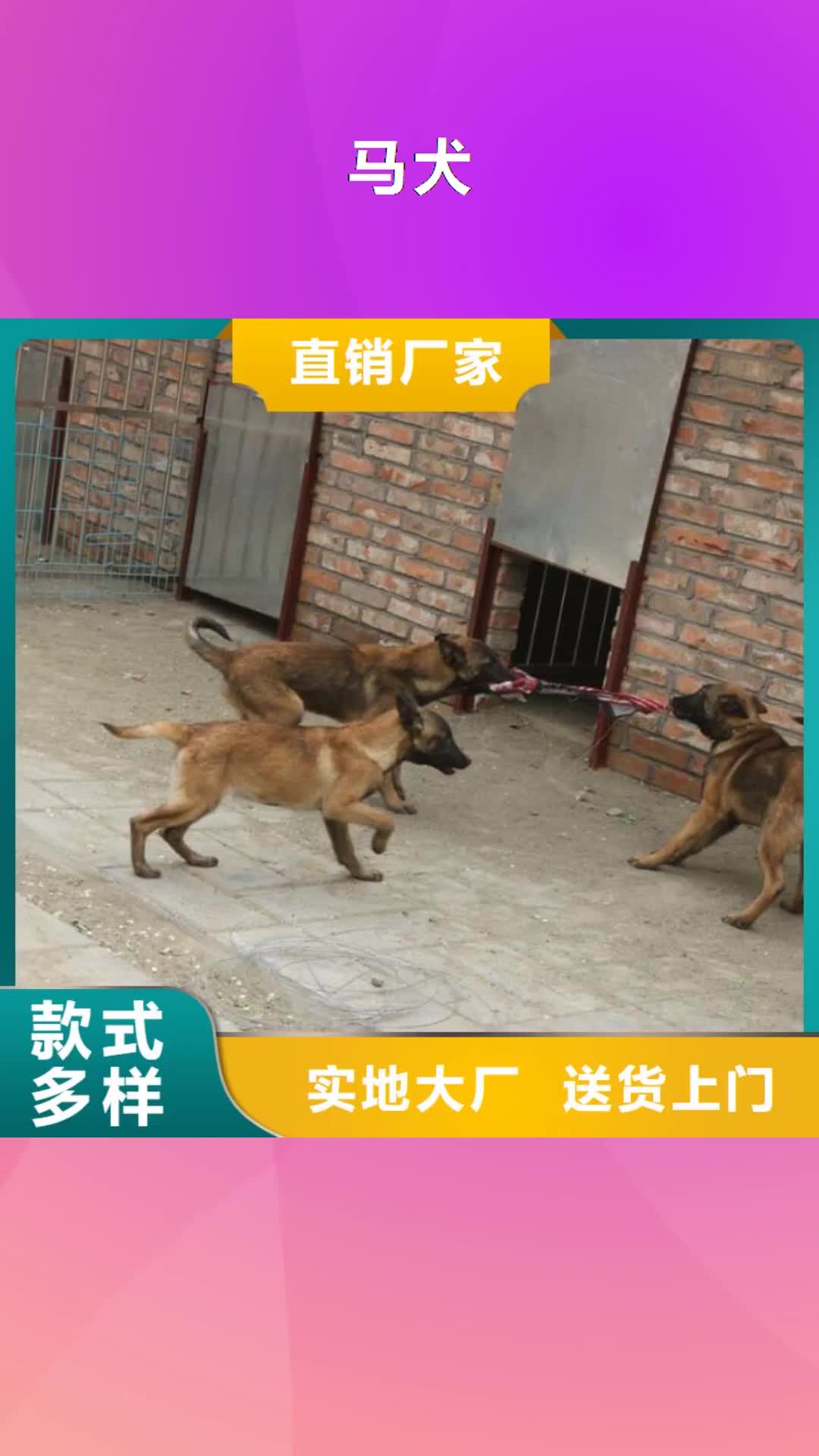 【衡阳 马犬德牧犬厂家案例】