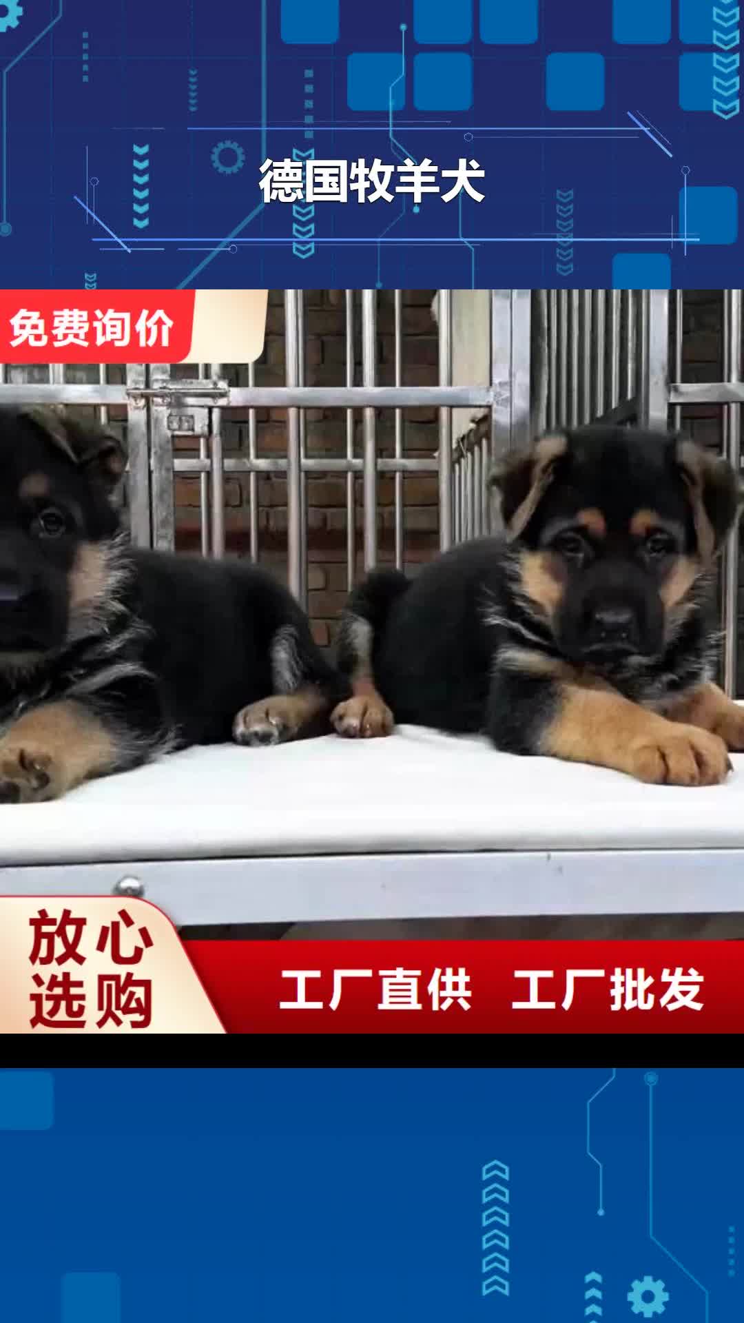 伊犁 德国牧羊犬_【卡斯罗犬】用品质说话